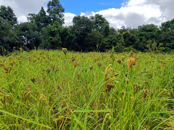 Special Programme for Promotion of Millets